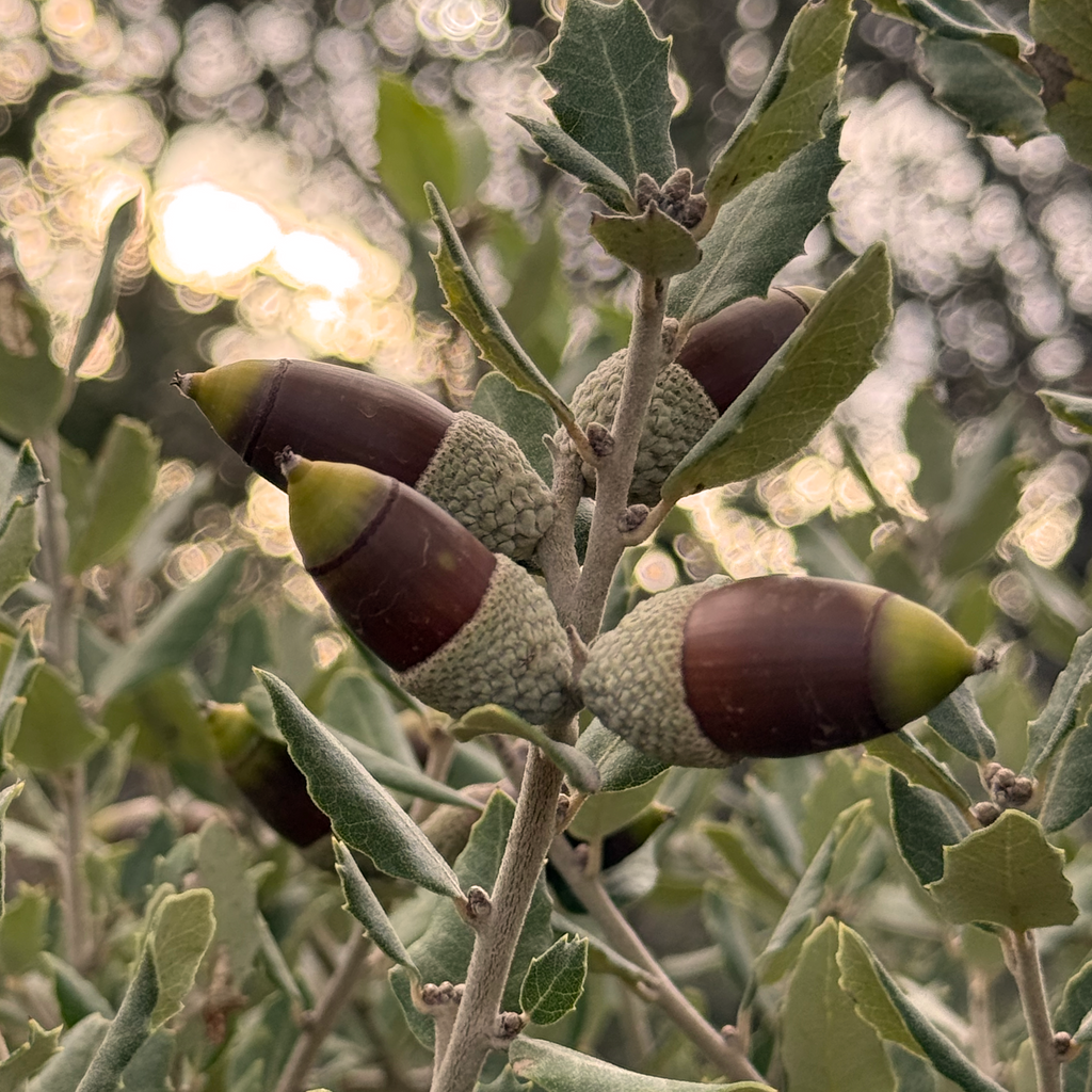 Tres de Jamón - 3 pack