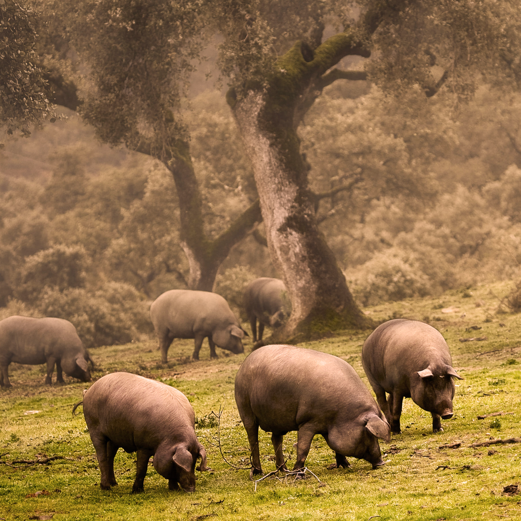 Jamón y Chorizo - 3 pack