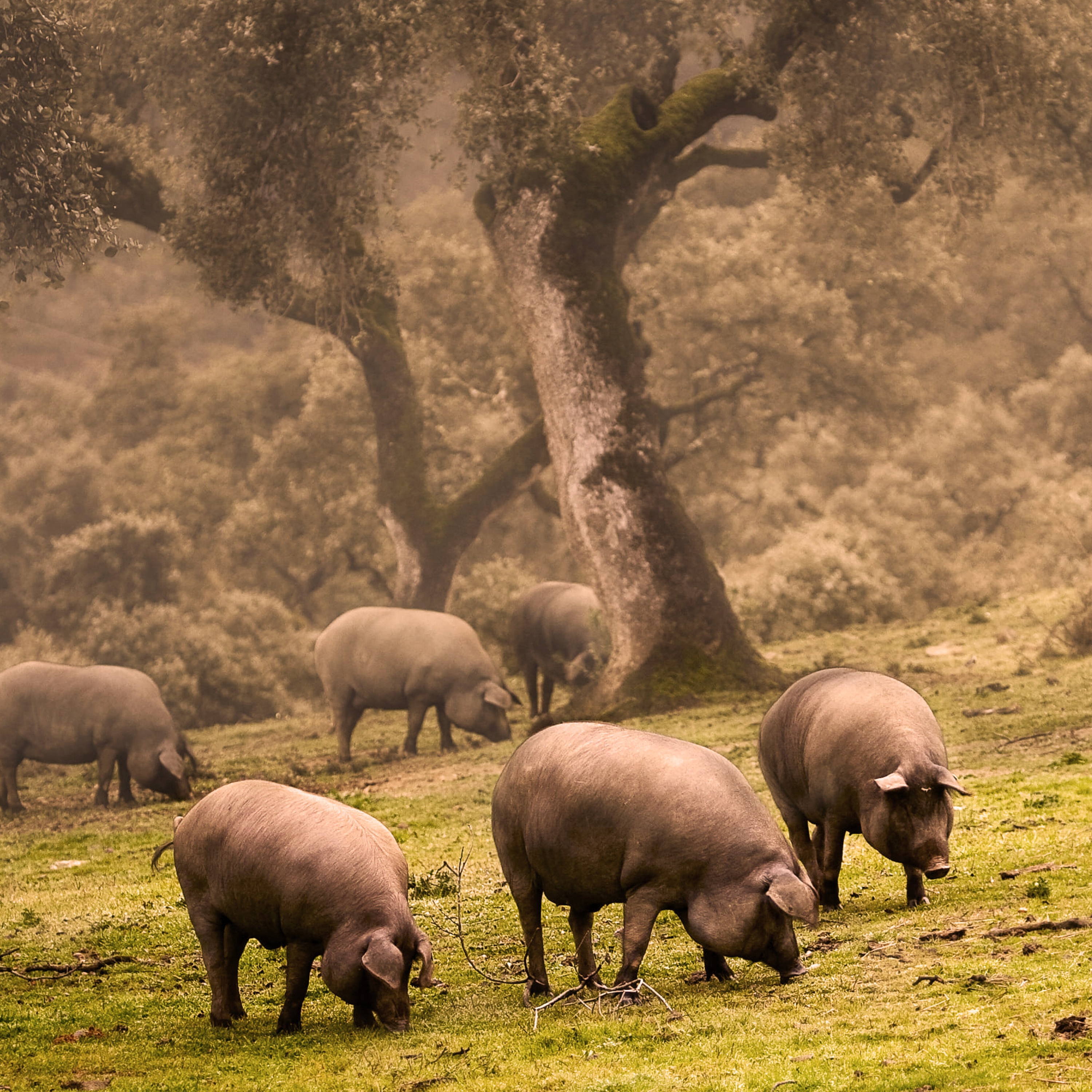 Jamón Ibérico de Bellota