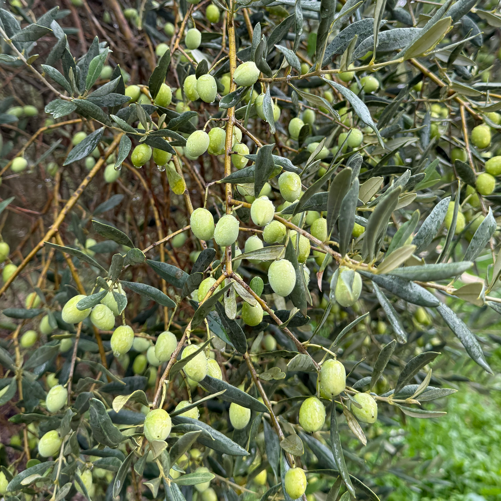 Anxovades olives