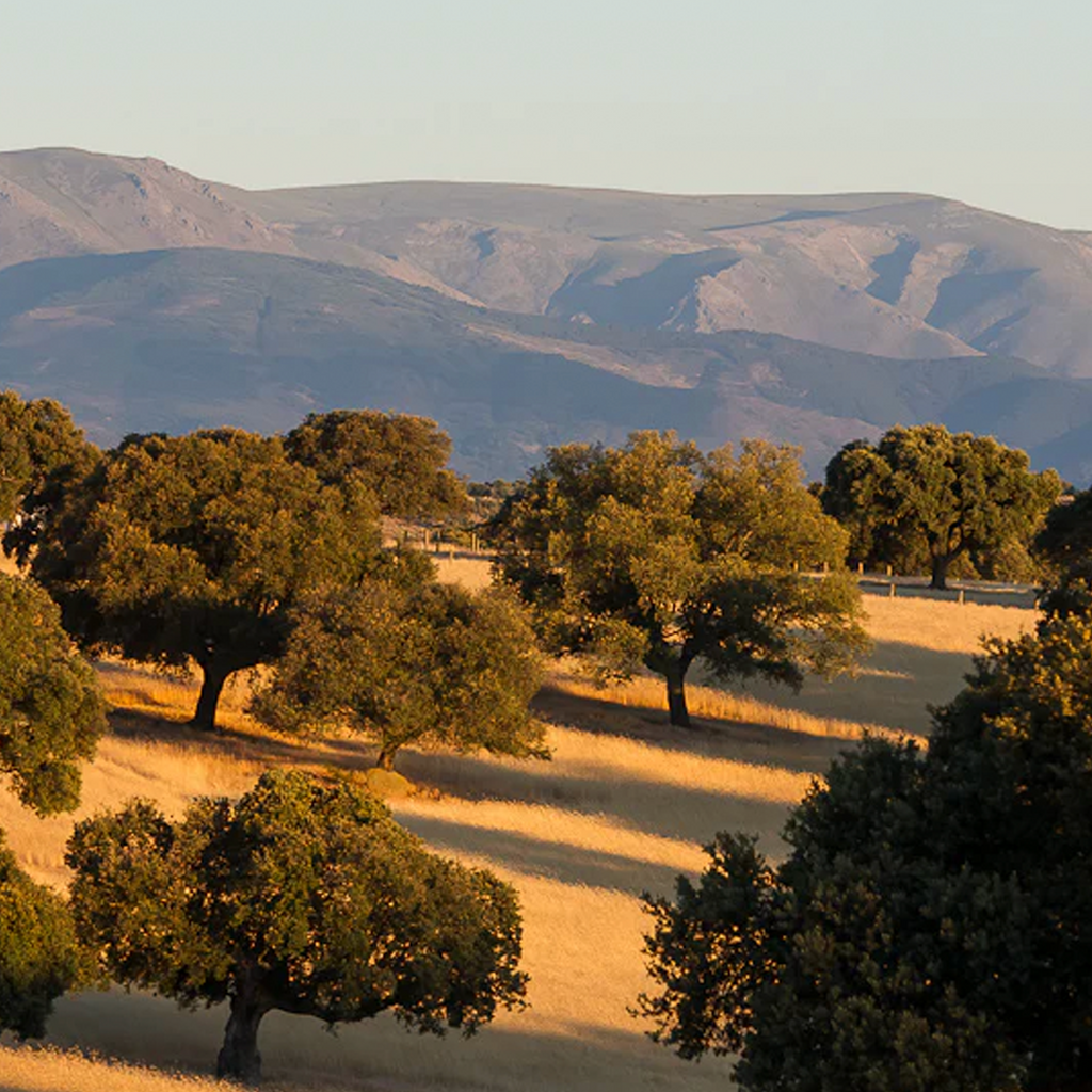 Tres de Jamón - 3 pack